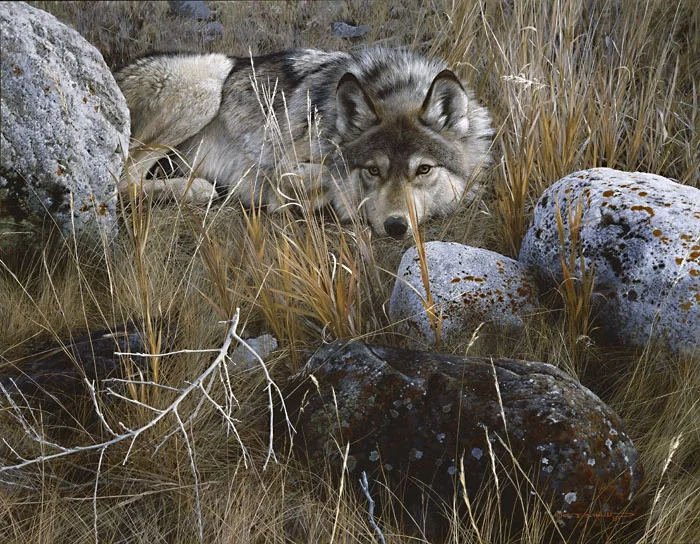 One to One - Gray Wolf by Carl Brenders — Giclee On Canvas