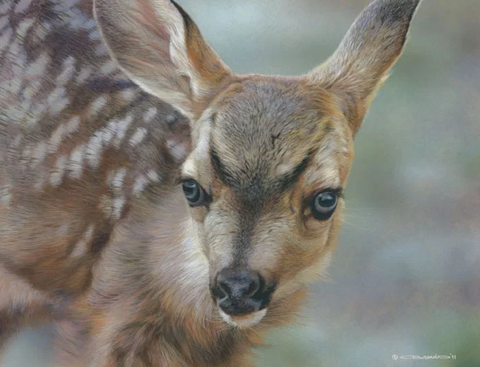 Spotted - Mule Deer Fawn by Carl Brenders — Giclee On Canvas
