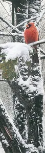 Rod Frederick - Winter´s Brilliance