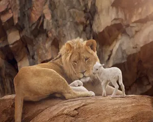 Kristina Linton - The Lion and The Lamb