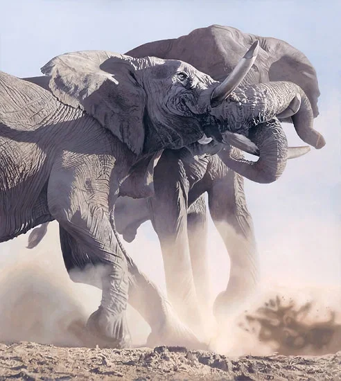 Raging Bulls by Joshua Spies — Master Works Edition On Canvas