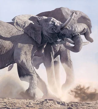 Raging Bulls by Joshua Spies