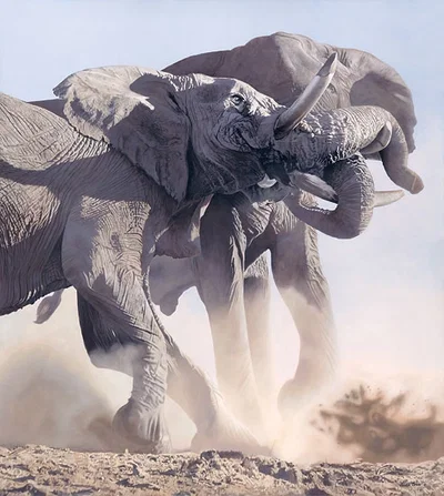 Raging Bulls by Joshua Spies