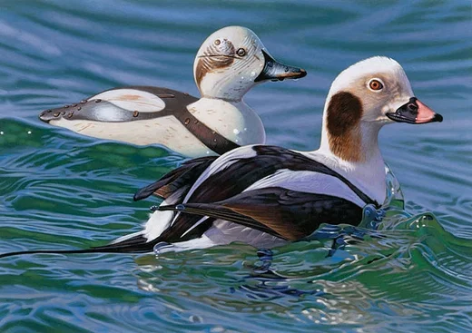 Long-tail Duck with Decoy 2009 - 2010 Federal Duck Stamp SMALLWORK EDITION ON by Joshua Spies