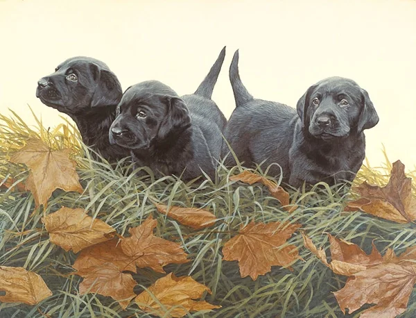 Lab Puppies ANNIVERSARY EDITION ON by John Weiss — Canvas
