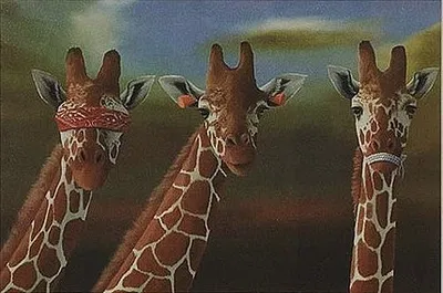 Robert Deyber - See No Evil, Hear No Evil, Speak No Evil Giraffes