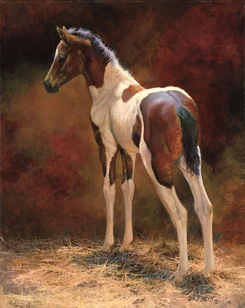 Pawnee by Bonnie Marris — Canvas