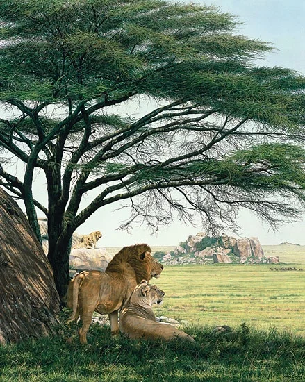 An African Experience by Simon Combes