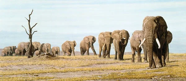 The Last Elephants MUSEUM EDITION ON by Simon Combes — Canvas
