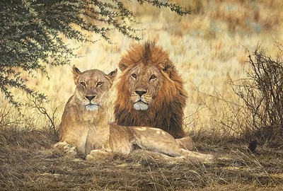 Midday Siesta by Simon Combes