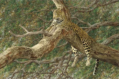 Chui by Simon Combes
