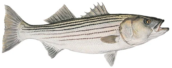 Mature Striped Bass Smallwork Canvas Edition by Flick Ford