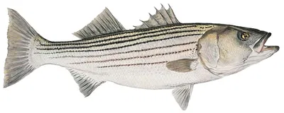 Flick Ford - Mature Striped Bass Smallwork Canvas Edition
