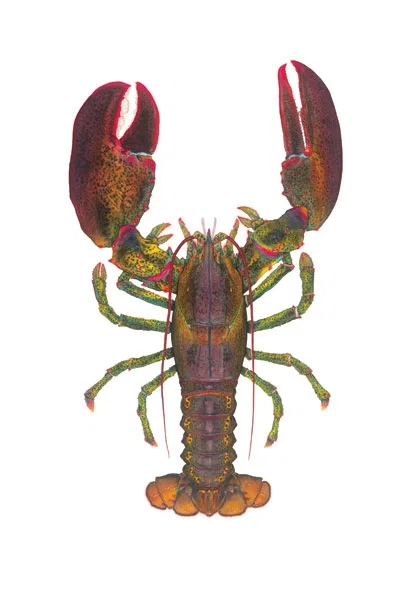 World Record Lobster Masterwork Canvas Edition by Flick Ford