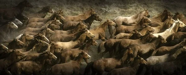 Long Herd By Norm Clasen Giclee On Paper  Artist Proof by Norm Clasen